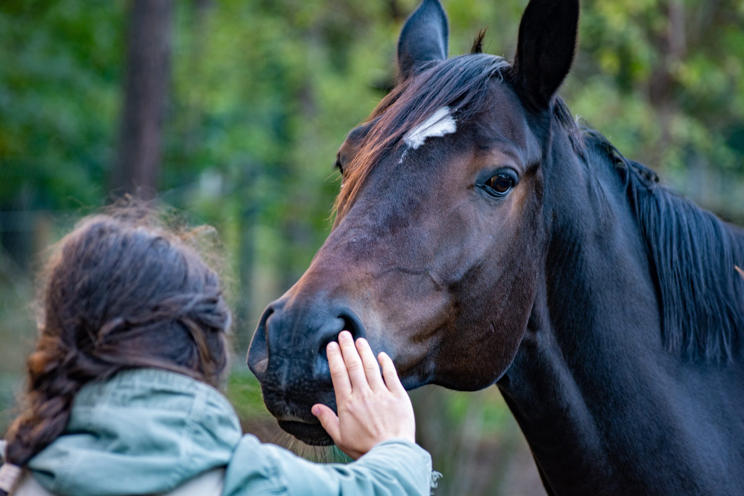 hack aantrekkelijk Tussen Welzijnstip: verzorging oudere paarden - LTO