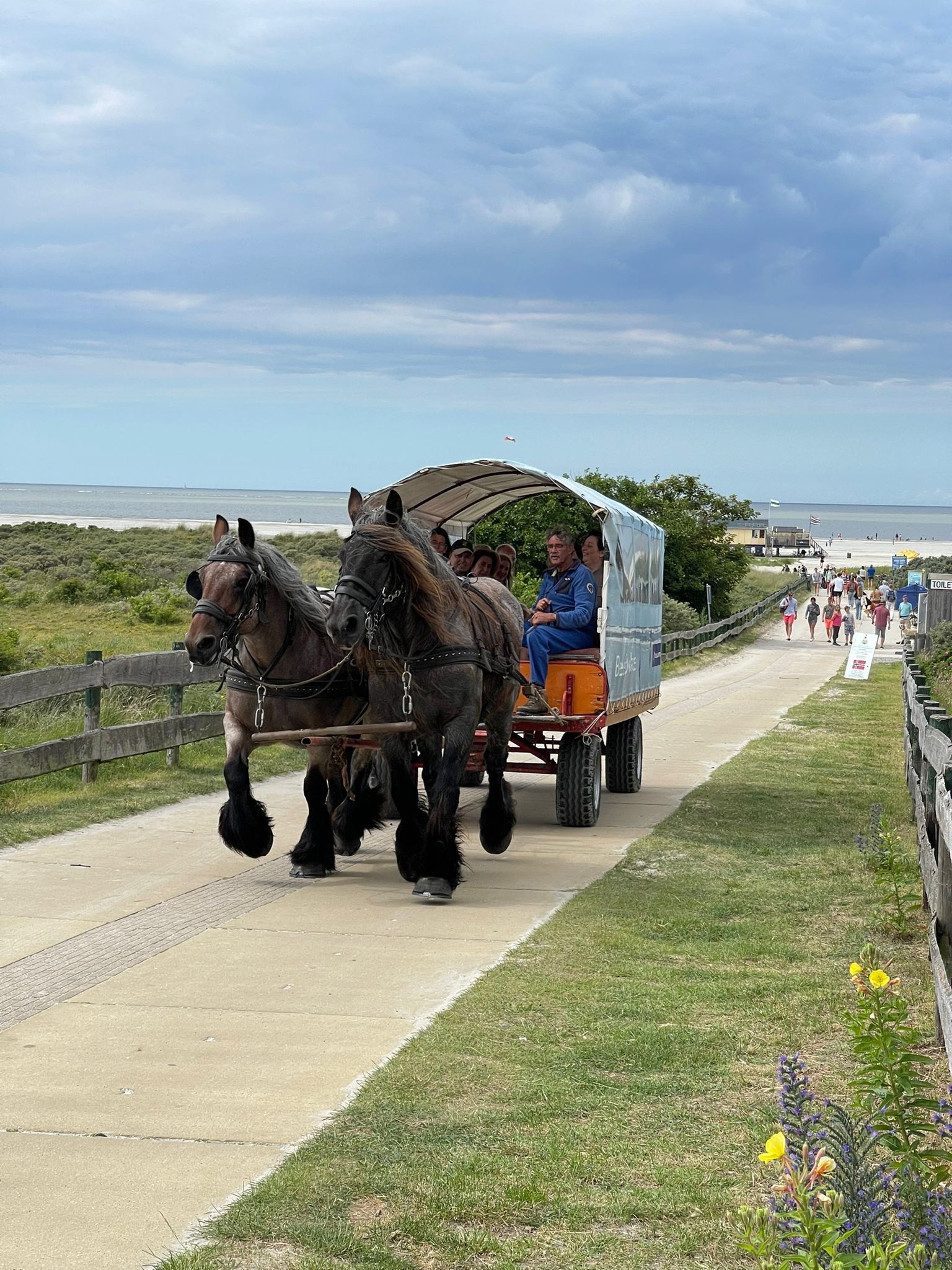 Stal Florida trekpleister van Schiermonnikoog LTO